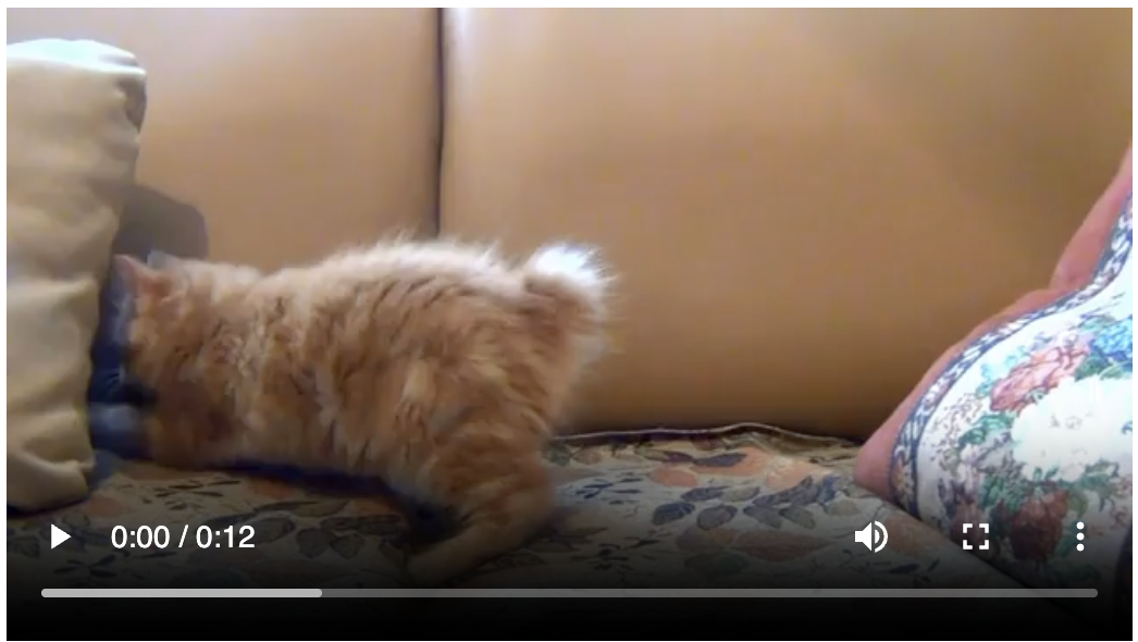 A cat video player with a sleek toolbar